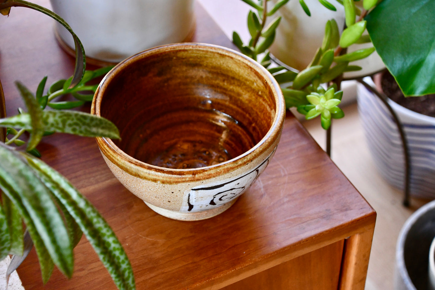 Ceramic bowl with a plant on a wooden surface